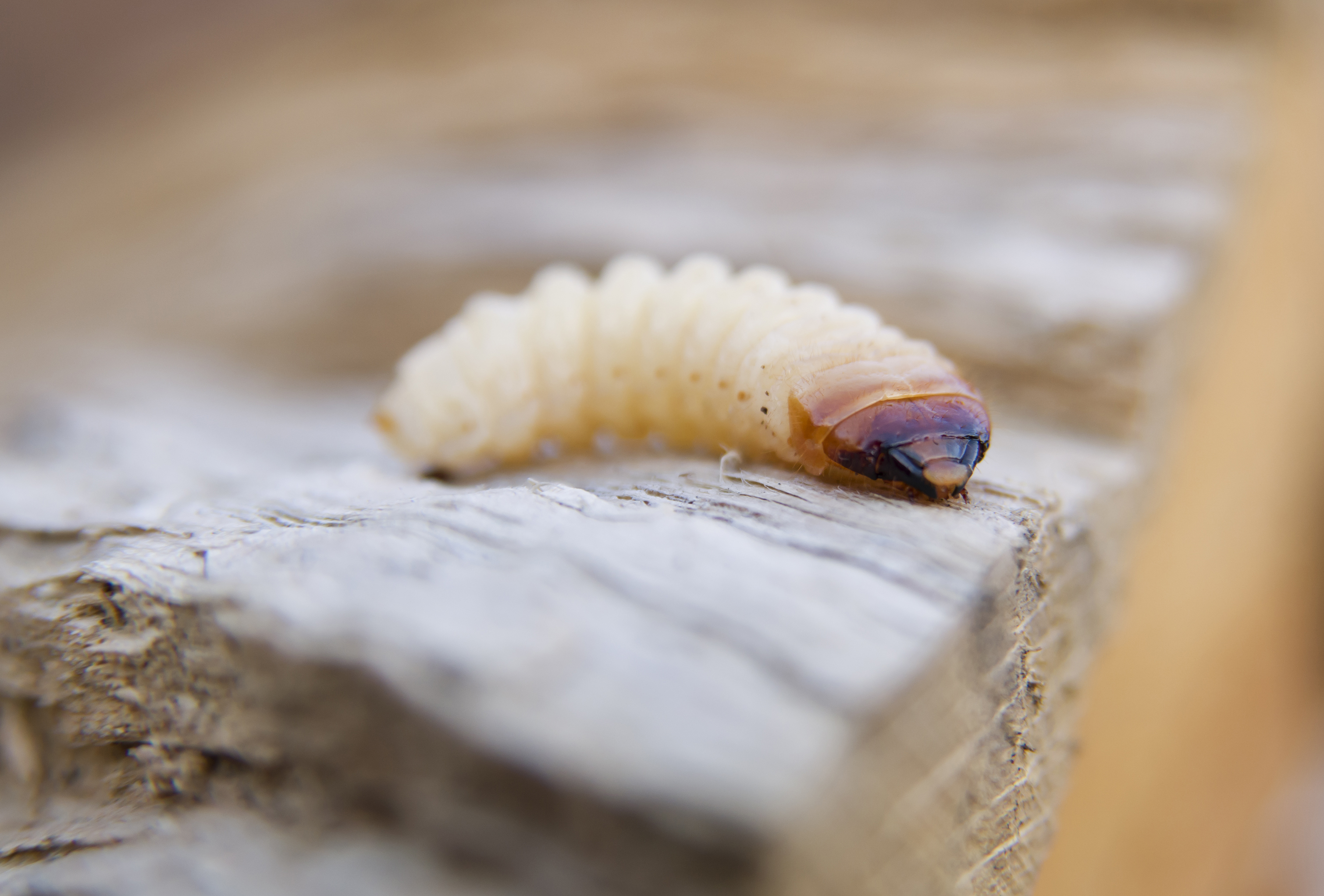 Woodworm Timber Treatment