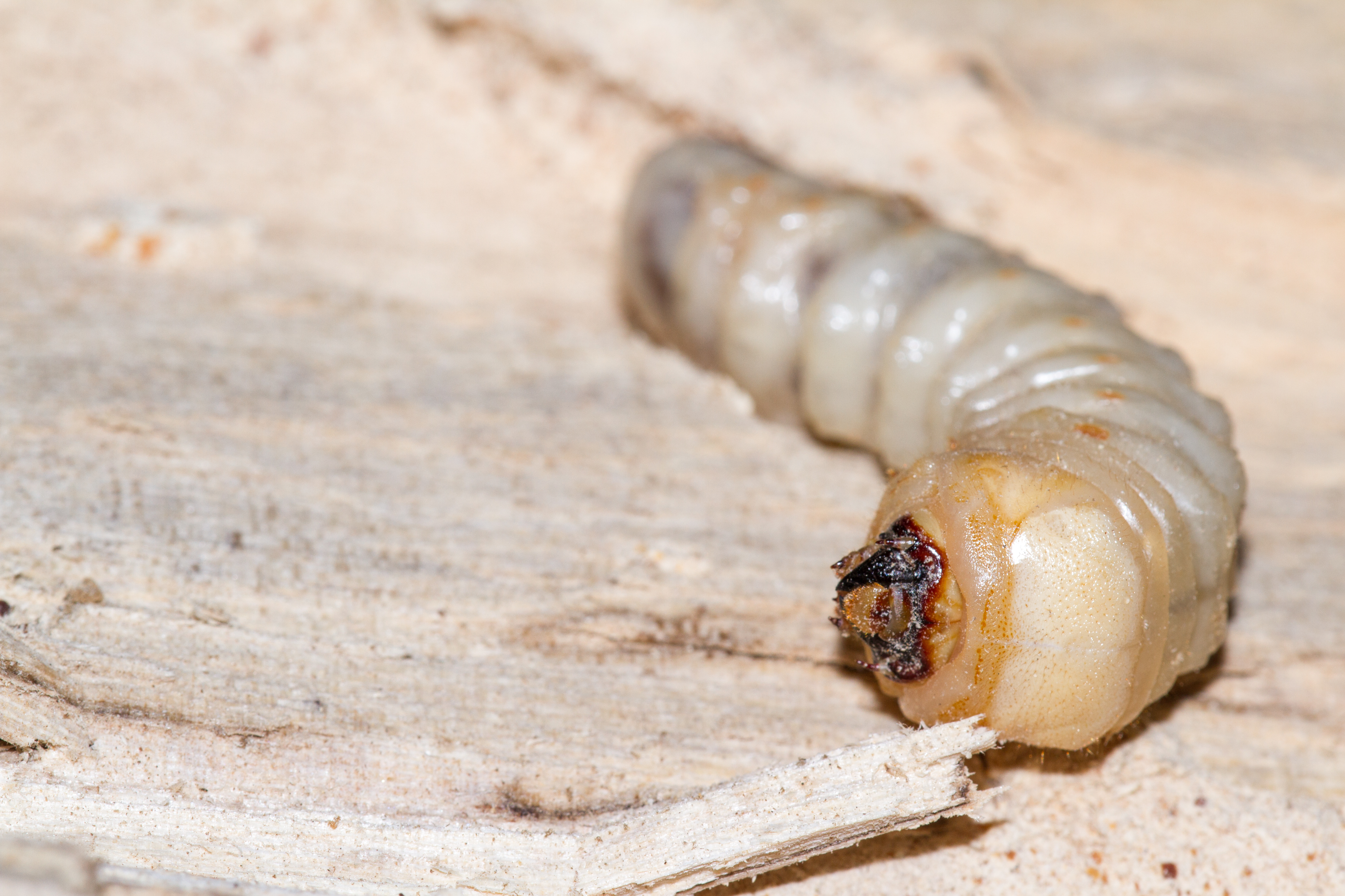 Woodworm Timber Treatment