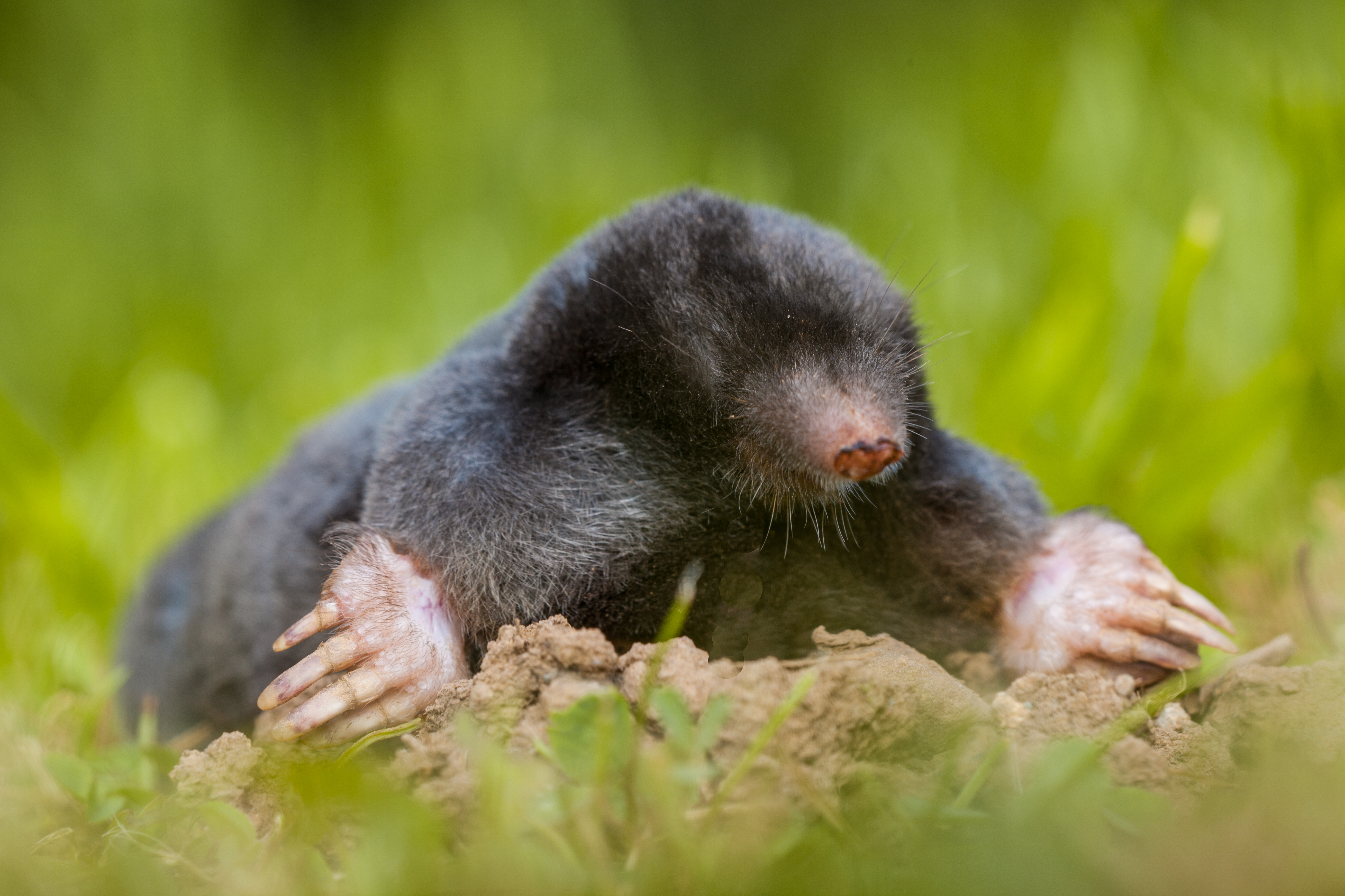 Mole Removal