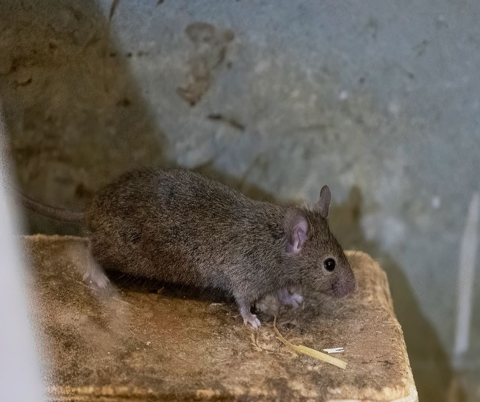 Pest control service