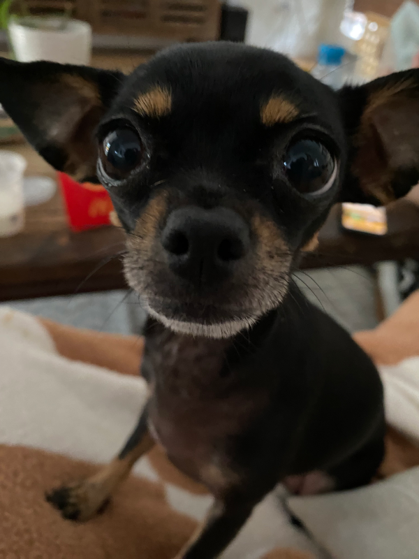 Janie Avatar