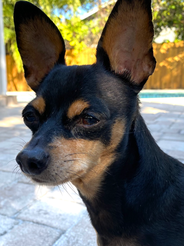 Pup-pup Avatar