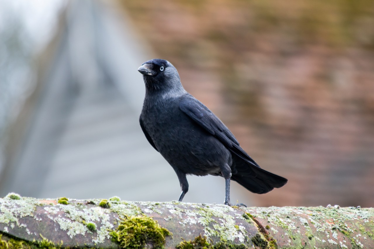 Picture of Town and City Bird Control
