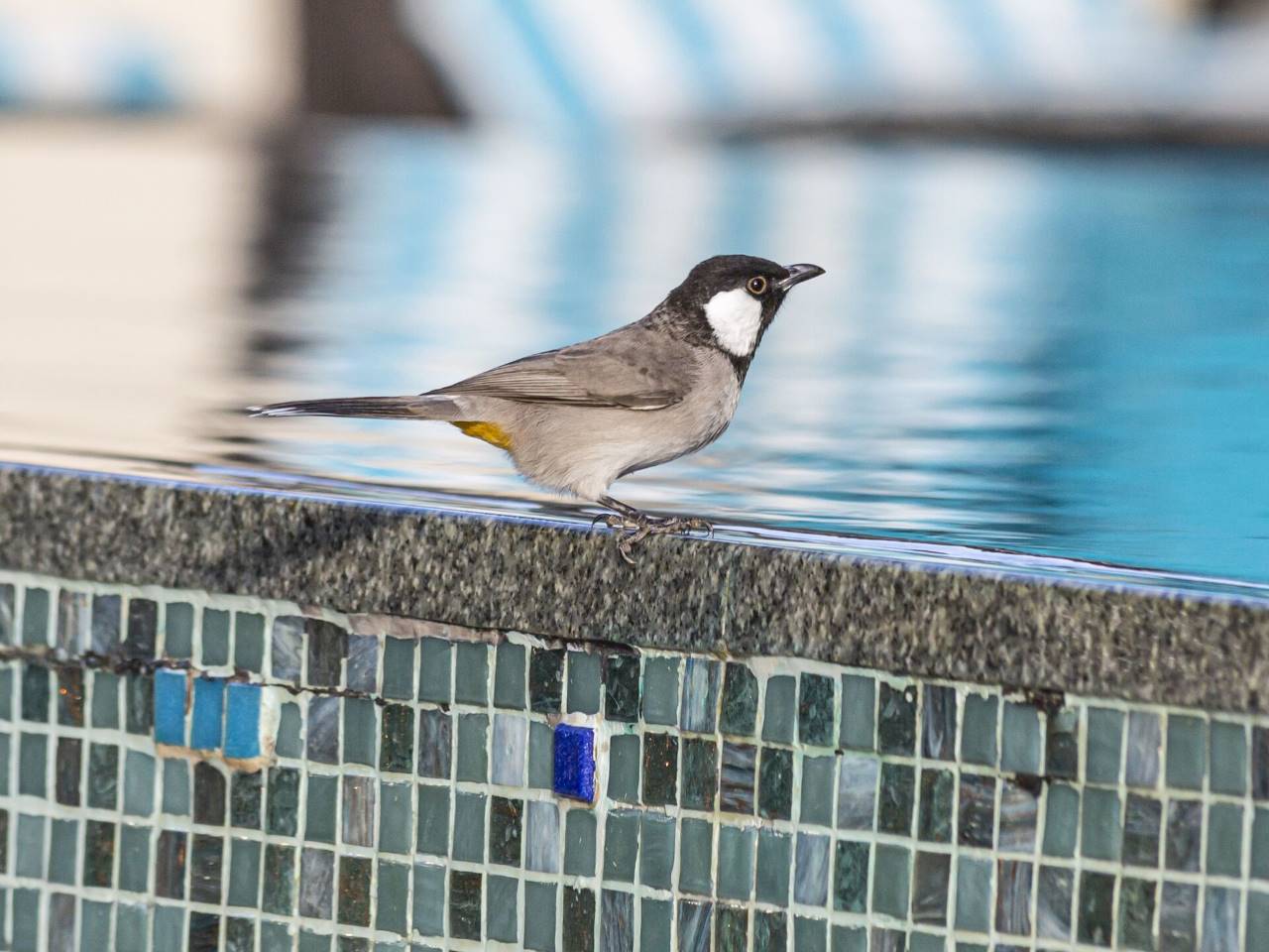 Picture of Town and City Bird Control