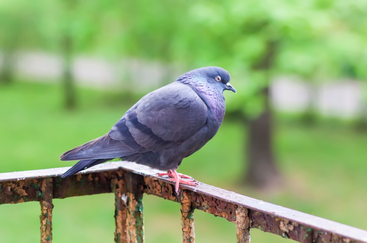 Picture of Town and City Bird Control