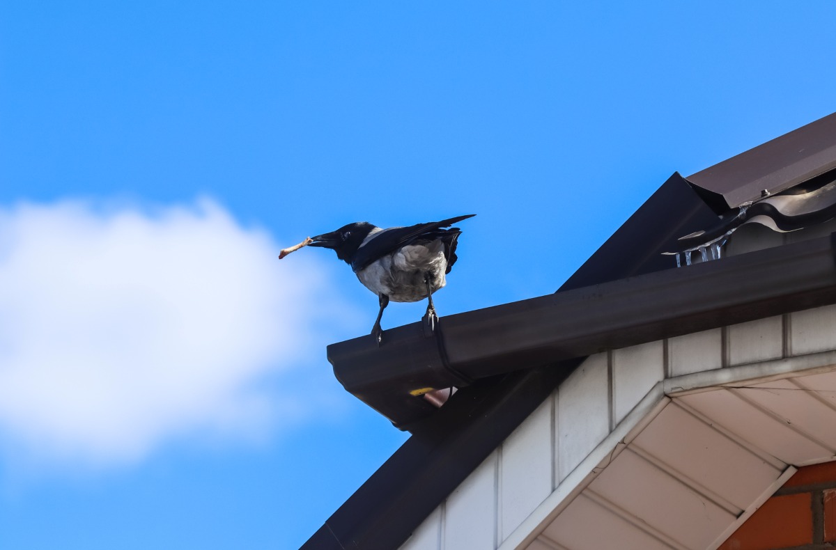 Picture of Town and City Bird Control