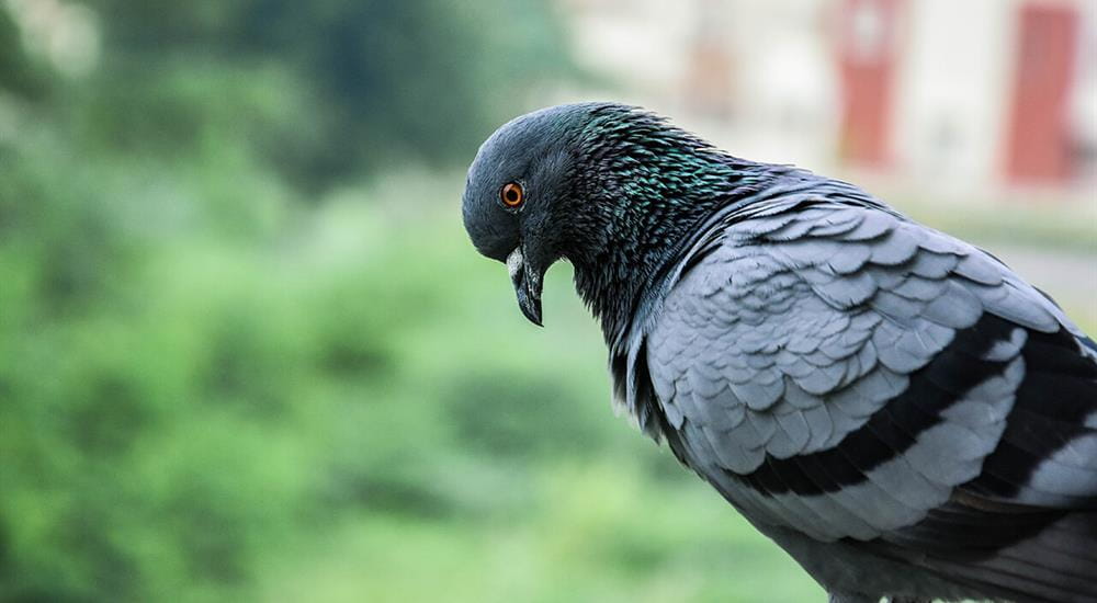 Picture of a Pest Bird