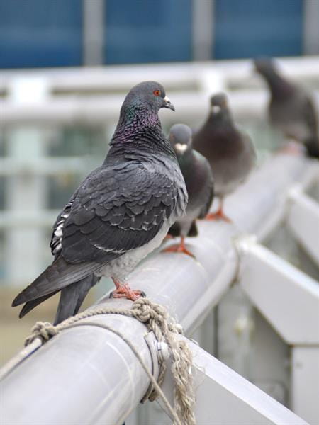 Pigeon infestation