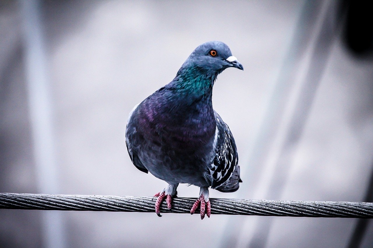 Picture of Town and City Bird Control