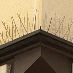 anti bird spike systems