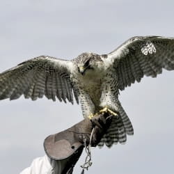 hawking as bird deterrent