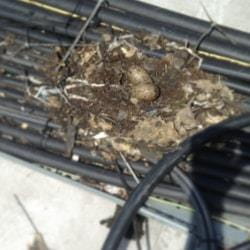 bird mess removal, guano cleaning