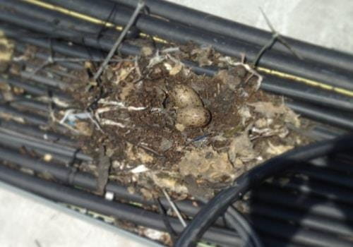 guano removal services reading, slough