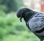 Picture of Pigeon Bird Control