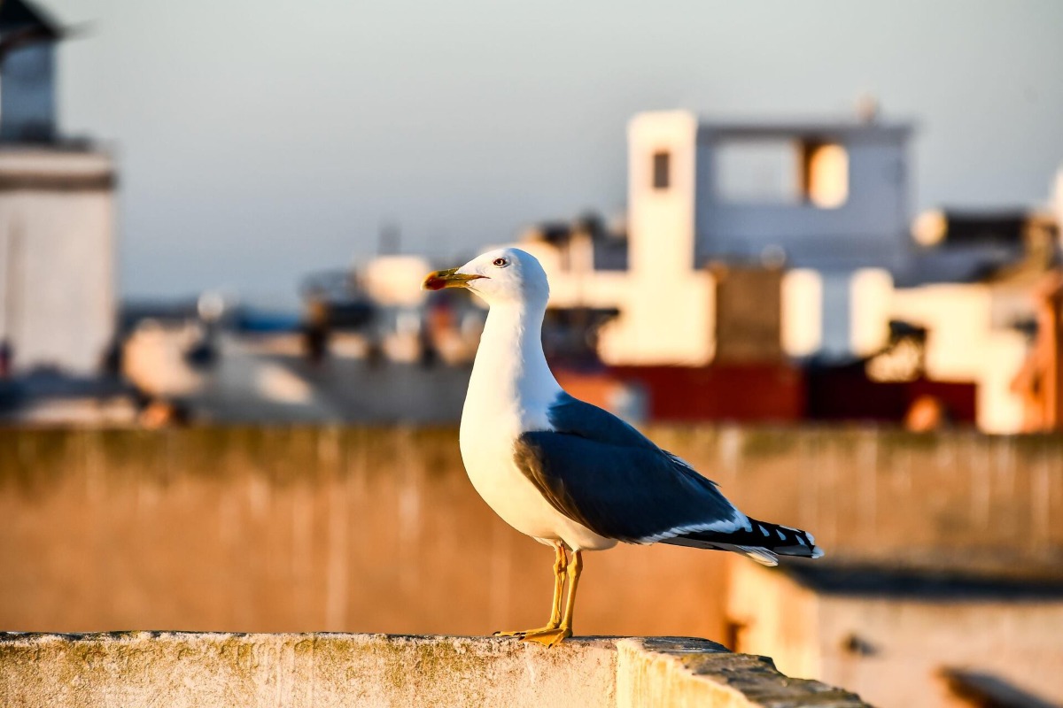Picture of Town and City Bird Control
