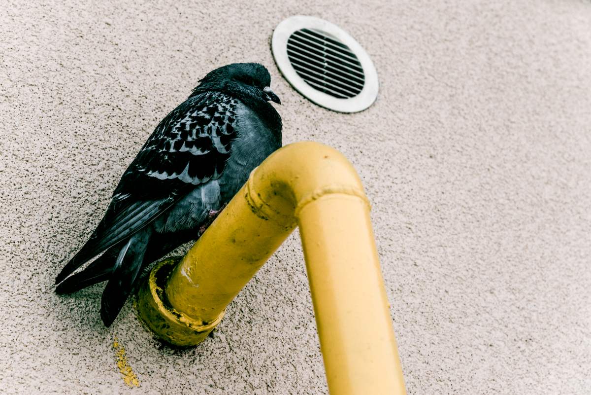 Picture of Town and City Bird Control