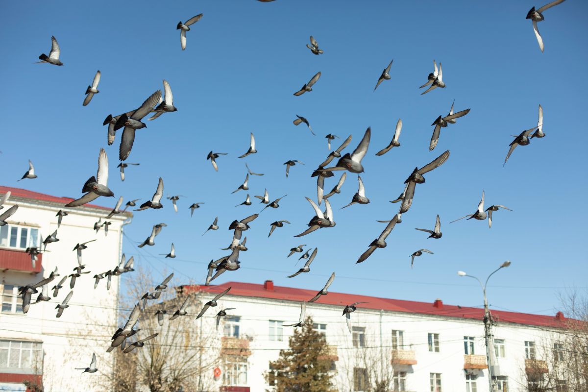 Picture of Town and City Bird Control
