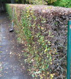 Landscaping