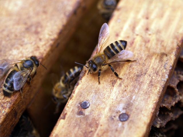 Honey Bee