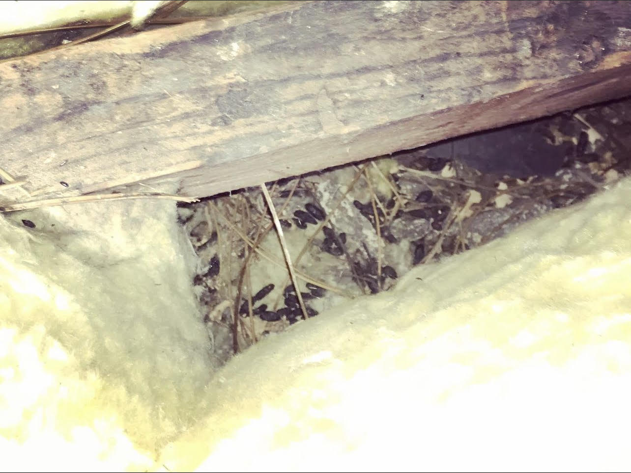 Loft Pest