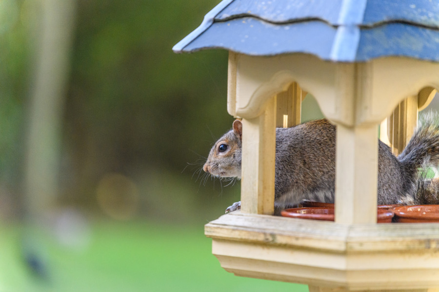 Grey Squirrel