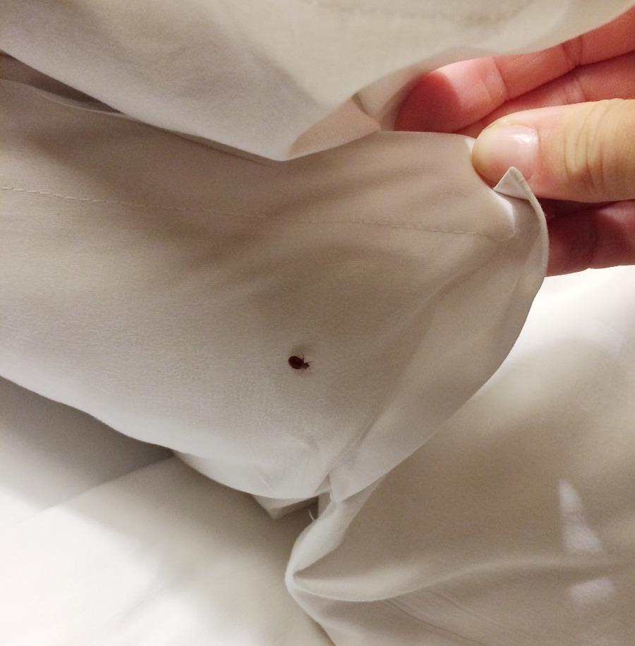 Bed Bug