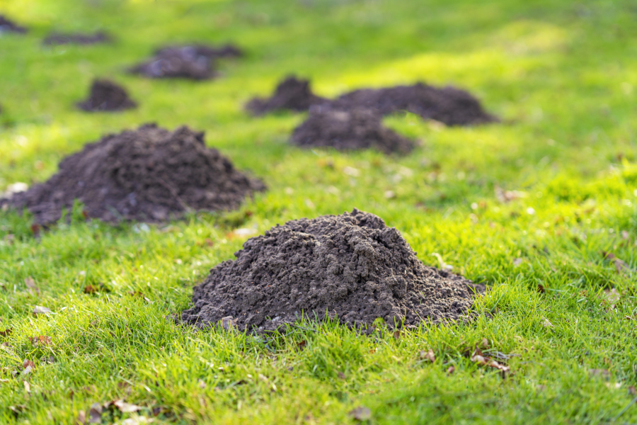 Mole
