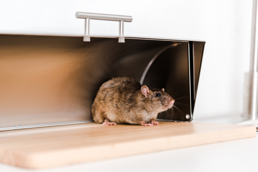 Mouse