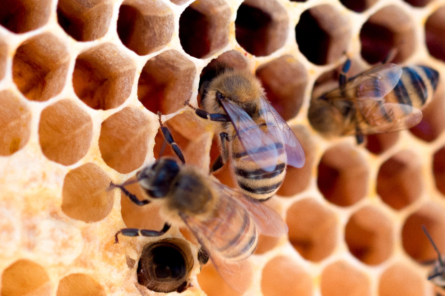 Honey Bee