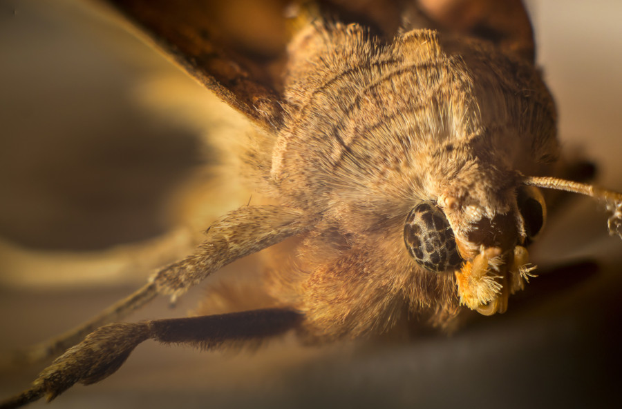 Moth