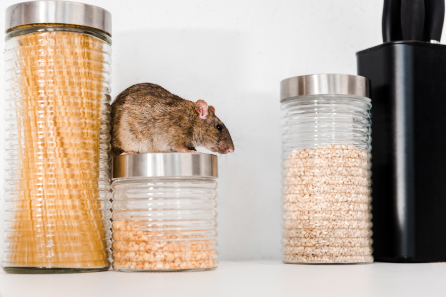 Rat