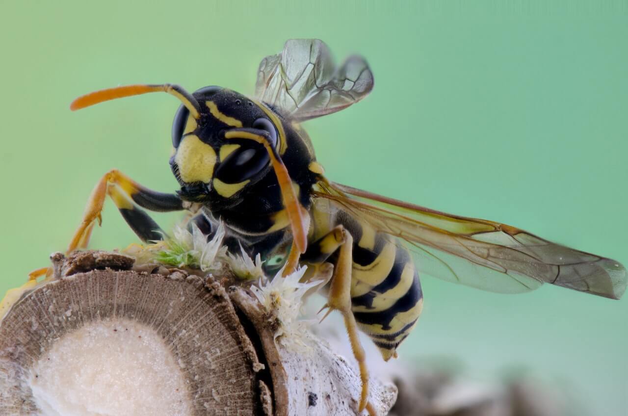 Wasp