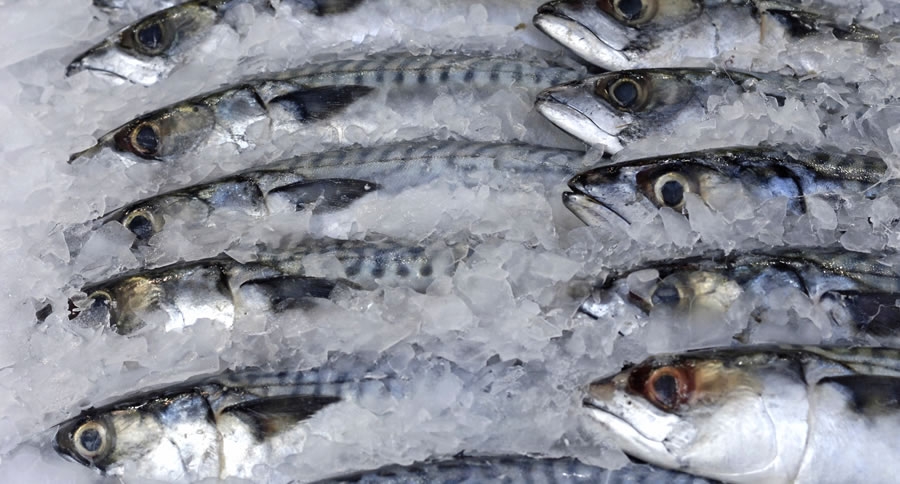 Picture of Fresh Fish in Cold Storage