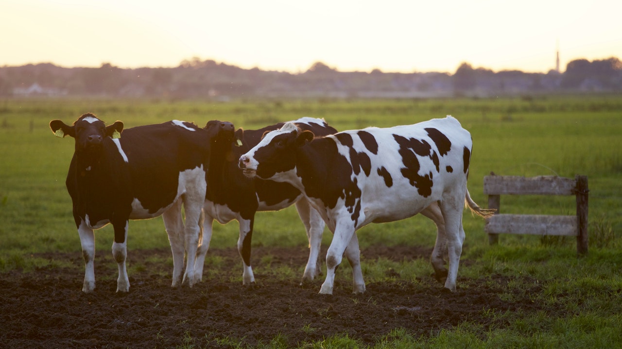 Picture of livestock for a livestock fair