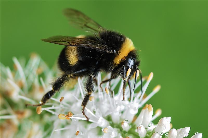Picture of A Bee