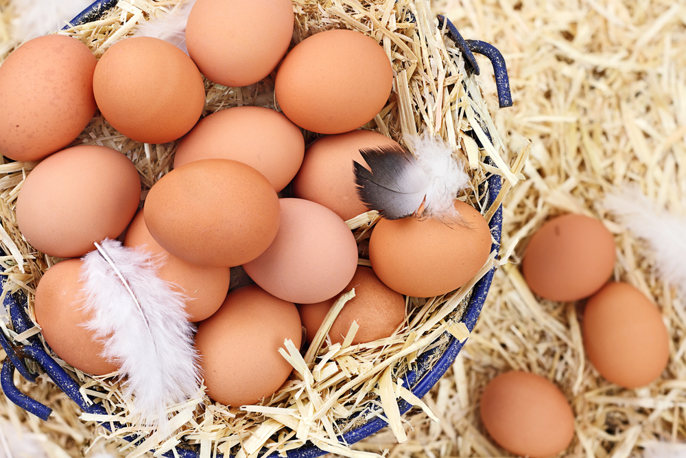 Chiller hire for fresh eggs
