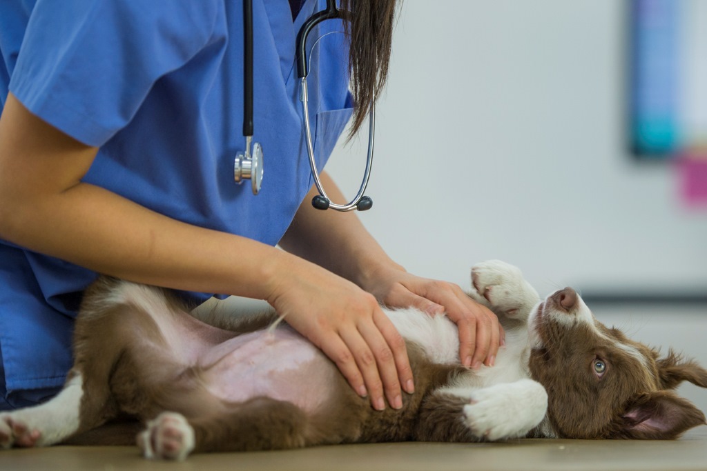 veterinarian petting a border collie puppy