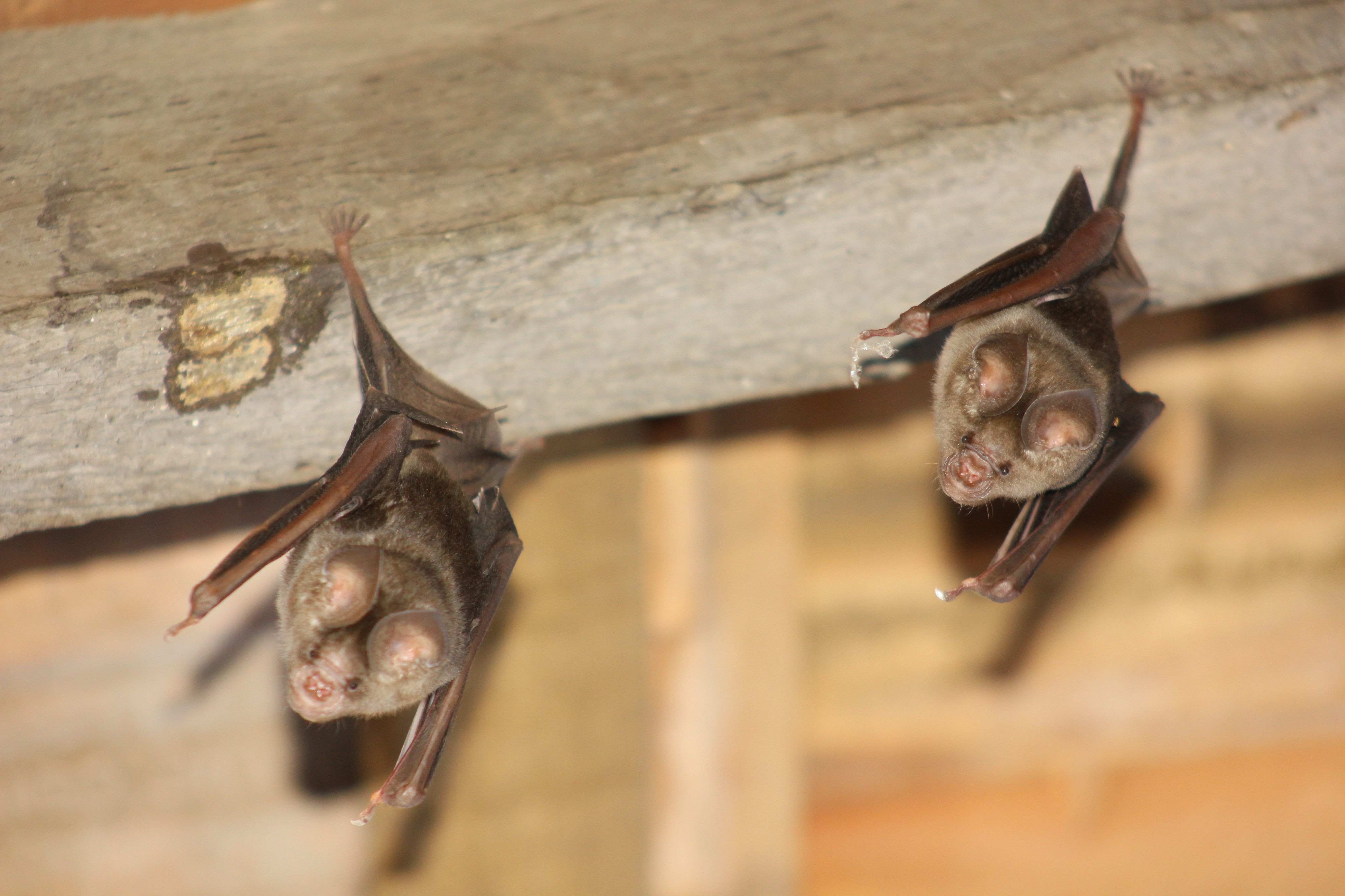 Picture of Bats in the Roof
