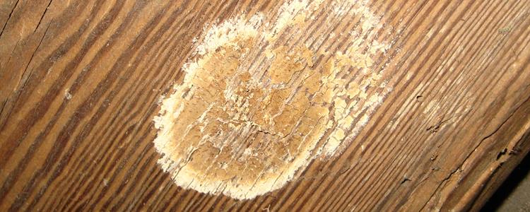 Picture of Wet Timber Rot