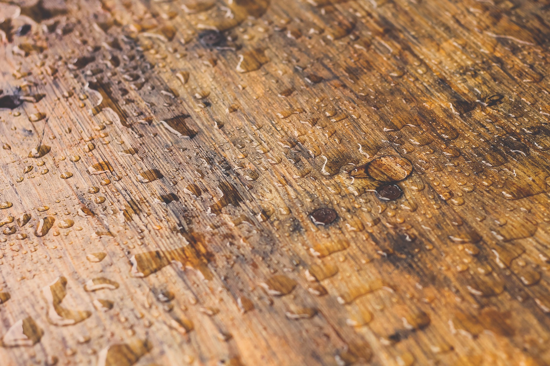 Picture of Wet Timber