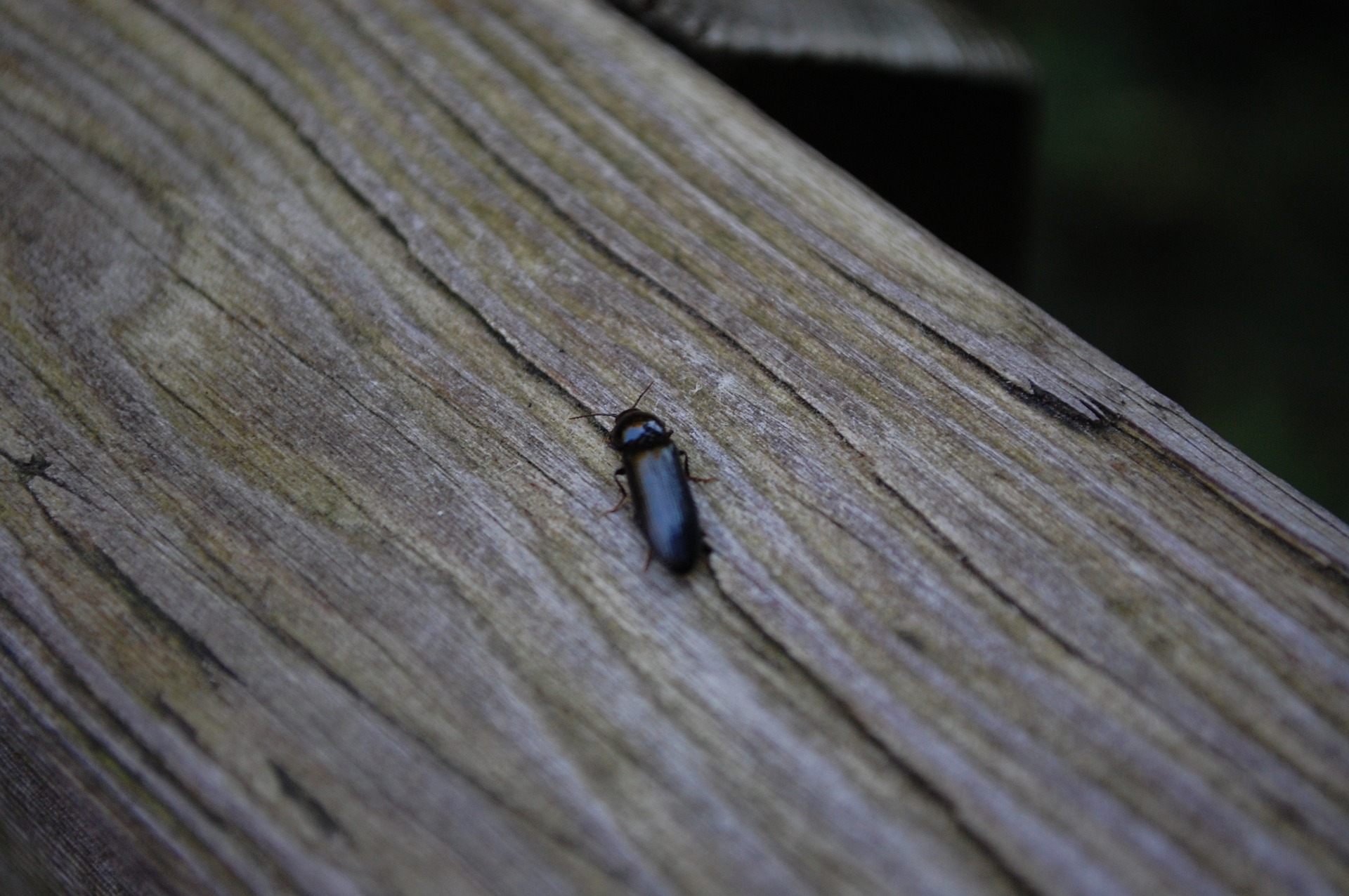 Picture of Woodworm Beetle on Timber