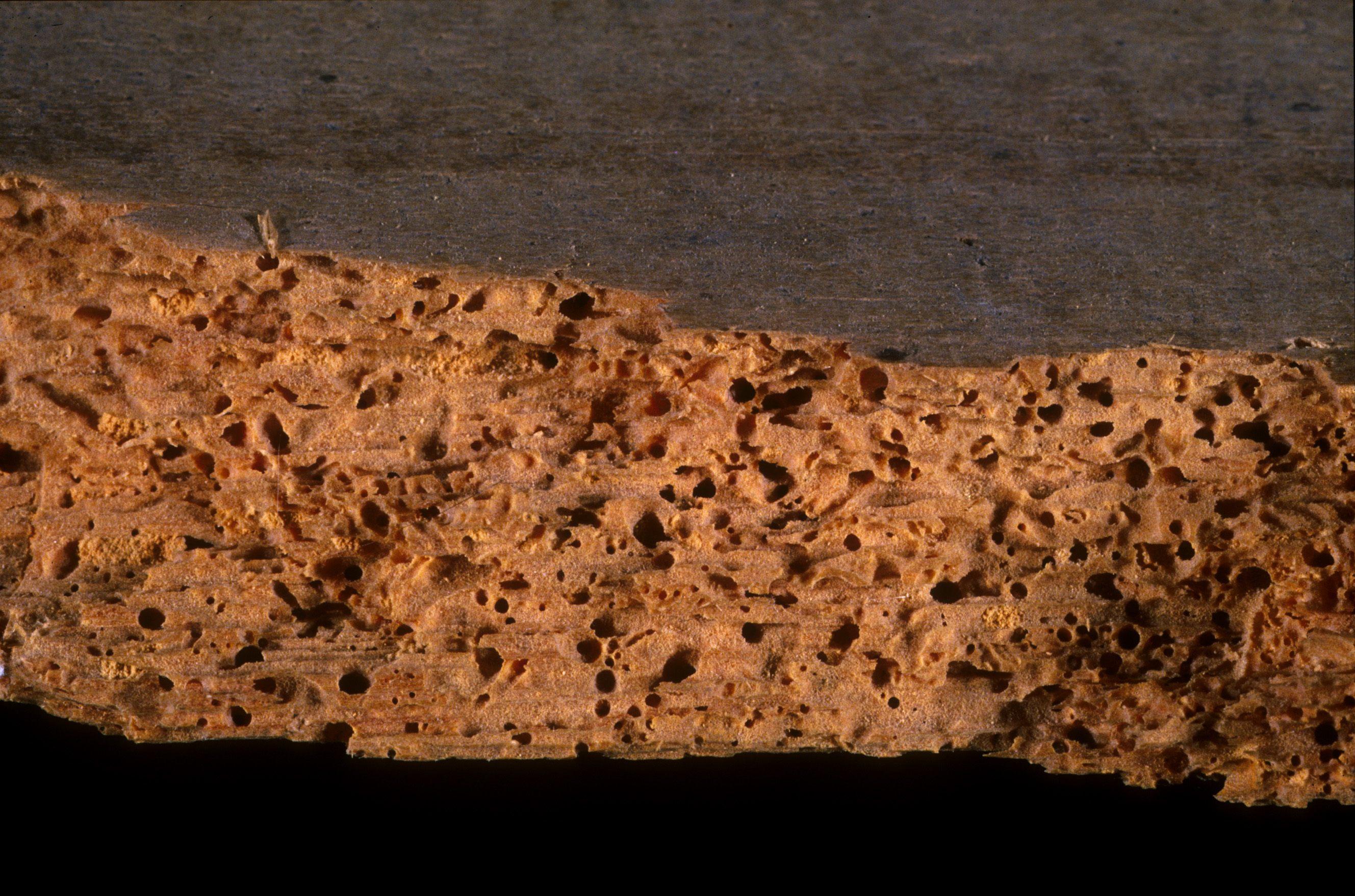 Woodworm Treatment