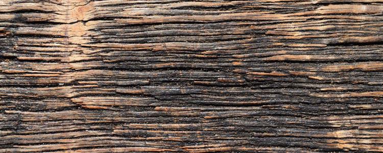 Wood Rot Inspection