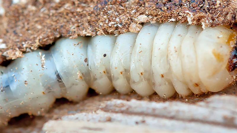 Woodworm Infestation