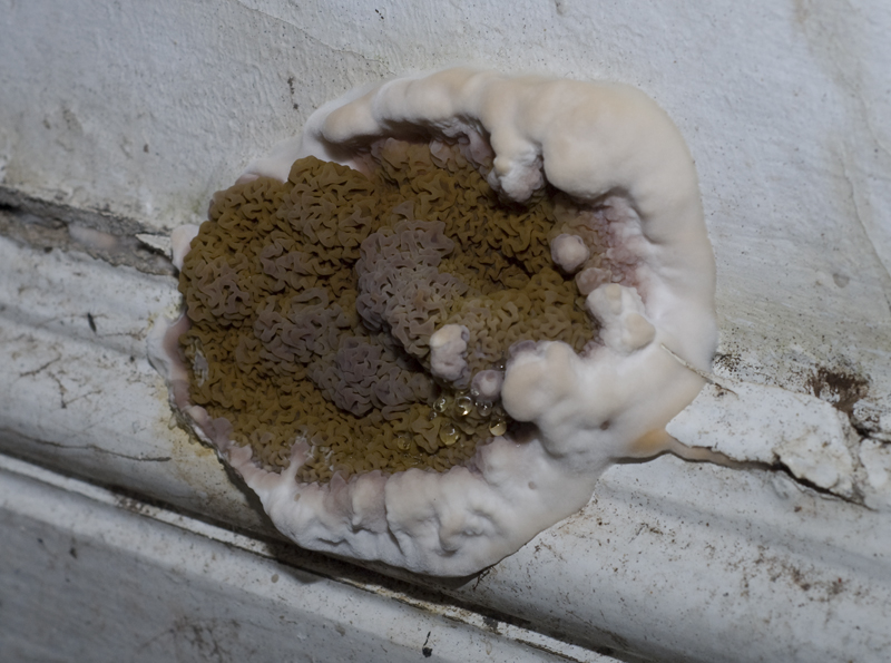 Dry Rot Specialists