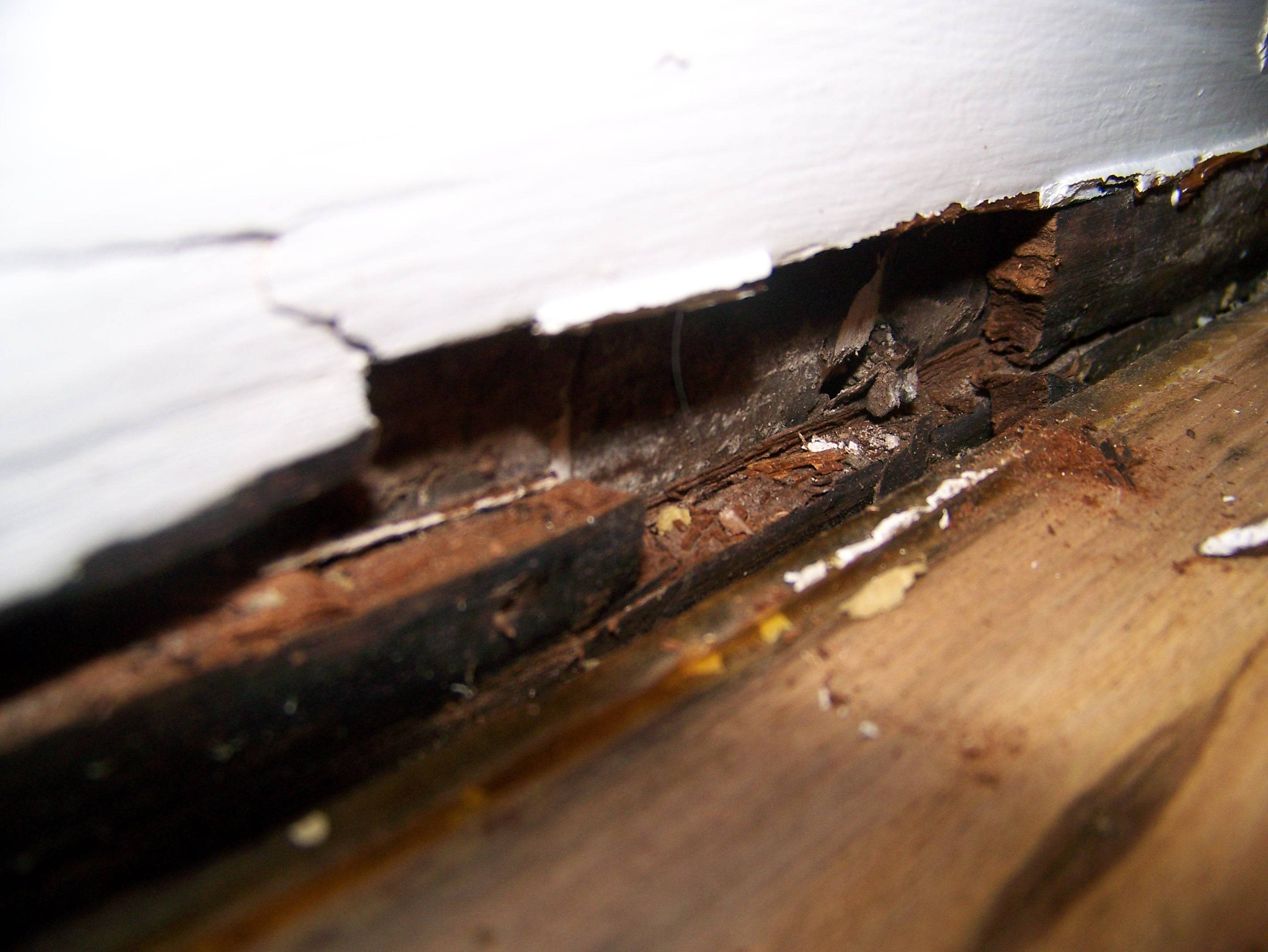 Professional Wood Rot Treatment