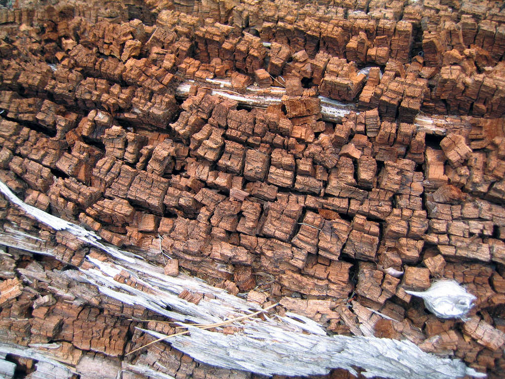 Wet Rot and Dry Rot