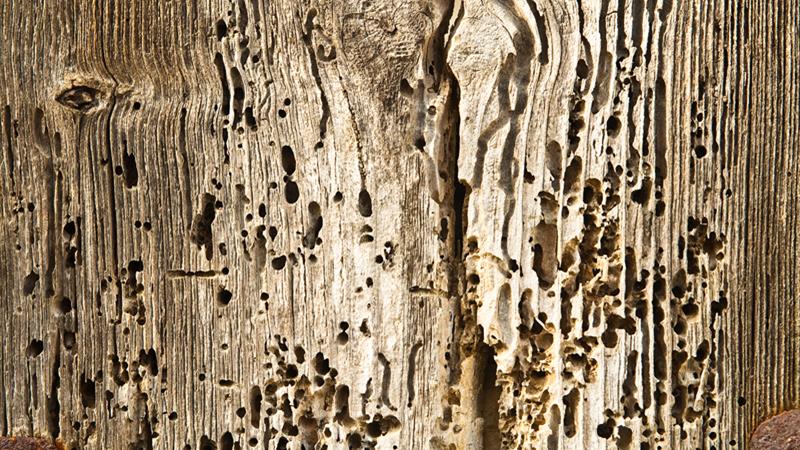 Woodworm Experts