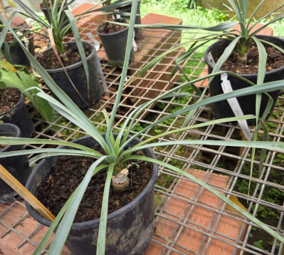 Yucca bleu- Yucca rostrata