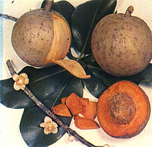 Mammea americana - Abricot pays greffé variété Antonio